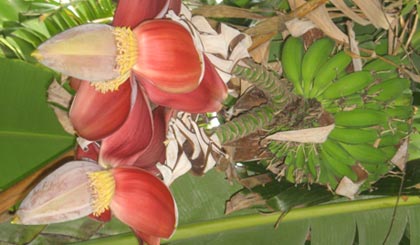 Mơ Thấy Buồng Chuối – Thông Điệp Thường Gặp Và Số Gợi Mở