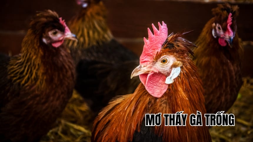 Nằm Mơ Thấy Gà Đánh Gì May Mắn? Ngủ Mơ Thấy Gà Là Điềm Lành Hay Dữ?