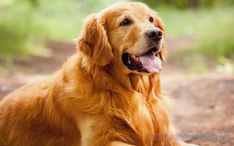 Nằm Mơ Thấy Chó Đánh Gì Đẹp? Ngủ Mơ Thấy Chó Là Hên Hay Xui?